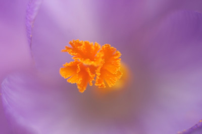 Crocus2008jpg.jpg