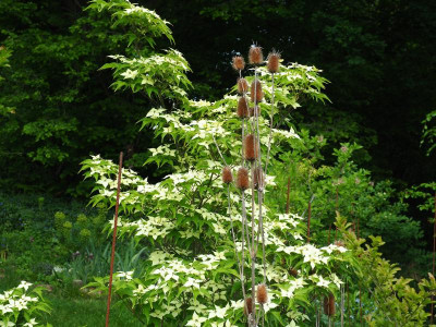 Cornus kousa subsp. chinensis China Girl + Dipsacus laciniatus b P5140111.JPG