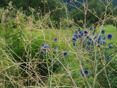 Crambe und Echinops P8150033.JPG