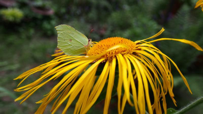 Gonepteryx rhamni auf Inula magnifica 'Sonnenstrahl' P7140359.JPG