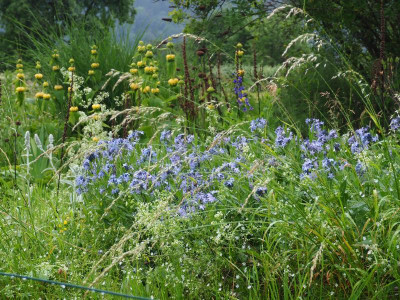 Phlomis und Rhazya P6060012.JPG