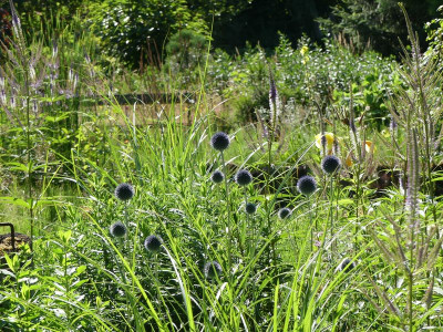 2022-07-03 Echinops ritro 2.jpg