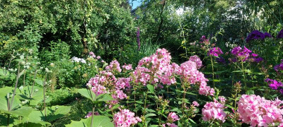 Phlox im Garten.jpg