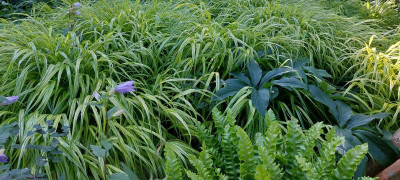 Hakonechloa.jpg