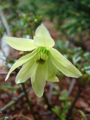 Clematis_petriei.JPG