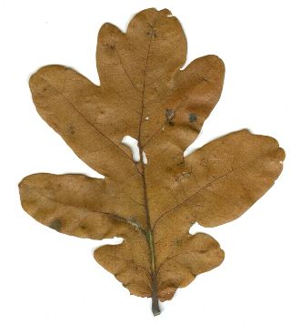 Quercus_robur_Ausnahmeblatt_Herbst.jpg