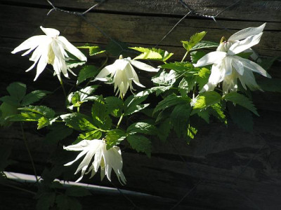 clematis_fauriei_albina_plena.jpg