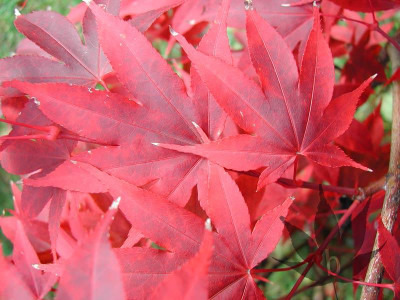 acer_palmatum_osakazuki_01.jpg