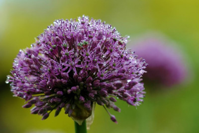 Allium_1_18-05-2008.jpg