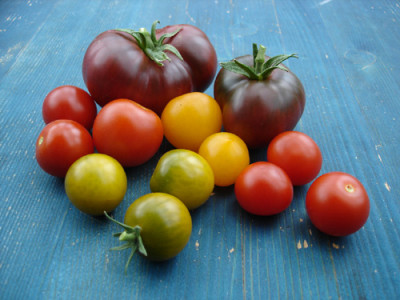 tomaten19.5.jpg