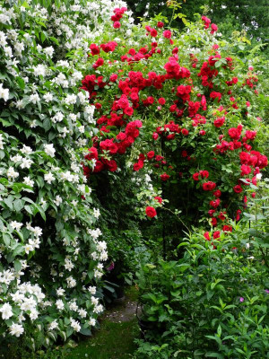 Rote Rose Rosenbogen 2021-06-24.JPG