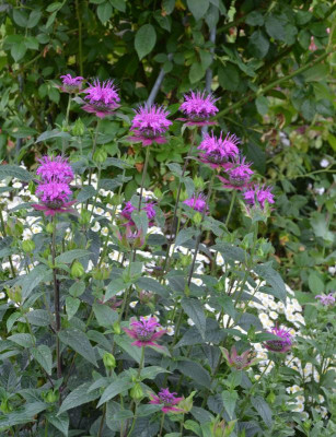 Monarda-Huckleberry.20-2.jpg