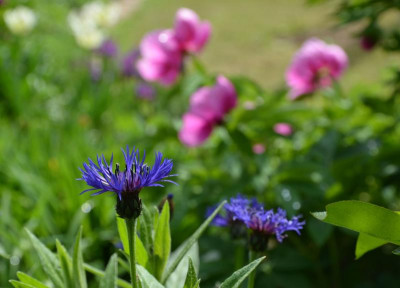 Centaurea_montana.18-1.jpg