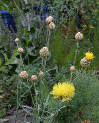 Centaurea_orientalis.22-3.jpg