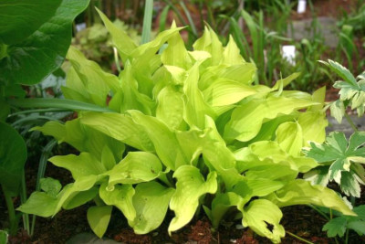 Hosta_longipes_Aurea.jpg