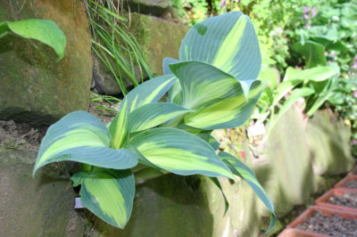 Hosta_Grand_Marquee_1.jpg