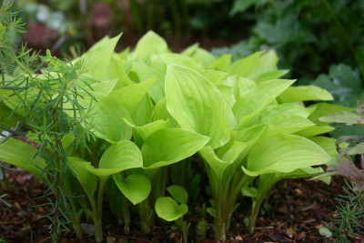 Hosta_Wogon_Gold.jpg