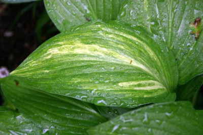 Hosta_Neat_Splash_Rim.jpg