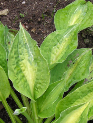 Hosta_stease_050.jpg