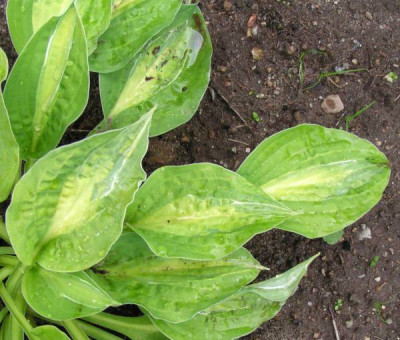 Hosta_stease_051.jpg