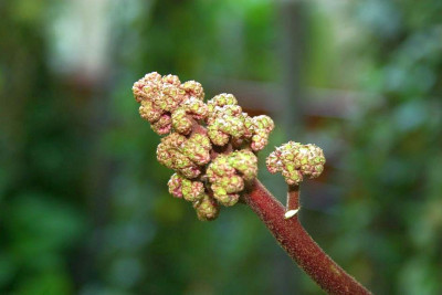 Rodgersia_Herkules.jpg