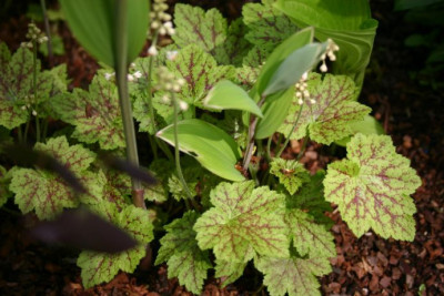 Tiarella_Nymphenburg.jpg