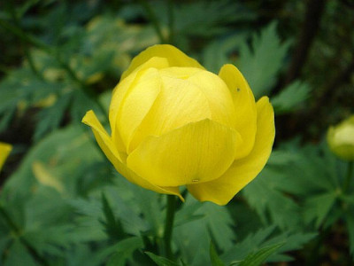 Trollius_chinensis_Golden_Queen_2.JPG