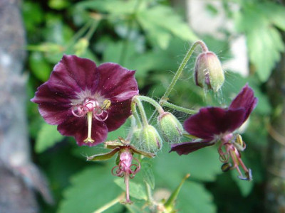 Geranium_phaeum_Samobor_2.jpg