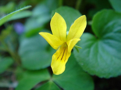 Viola_biflora_1.JPG