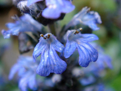 Ajuga_reptans_unbekannt.JPG