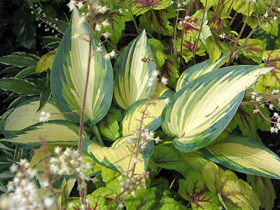 Hosta_Heucherella_01.jpg