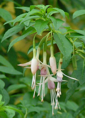 Fuchsia_molinae.jpg