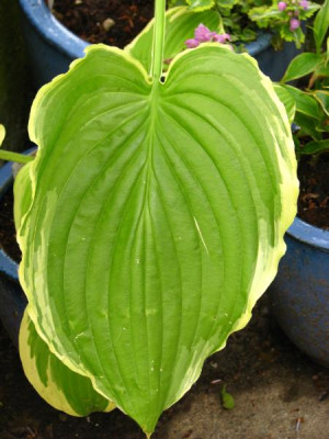 hosta_spring_fling.jpg