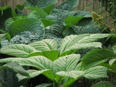 rodgersia_mit_elegans.jpg