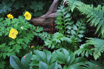 Meconopsis_cambricaIMG_2252jpg.jpg