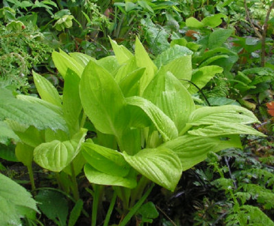 Hosta_Blackfoot_039.jpg