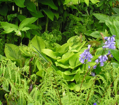 Hosta_Grand_Tiara_033.jpg