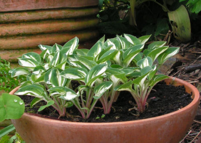 Hosta_Panoras_Box_050.jpg