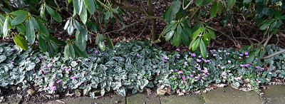 Cyclamen-Feb2223_050_00001.jpg