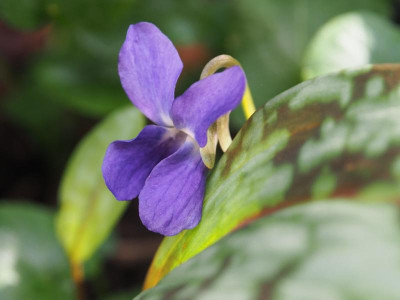 Viola Odorata Donau P2220032.JPG