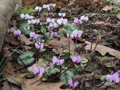 IMG_8625_Cyclamen_coum_23Febr2023_.JPG