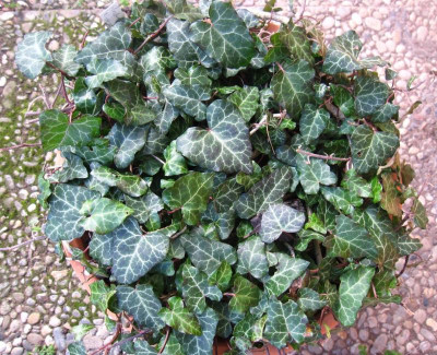 Hedera caucasigena 1.JPG