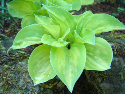 Hosta_Silver_Threads_and_Golden_Needles.jpg