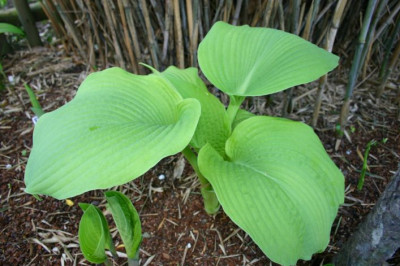 Hosta_Golden_Sculpture.jpg