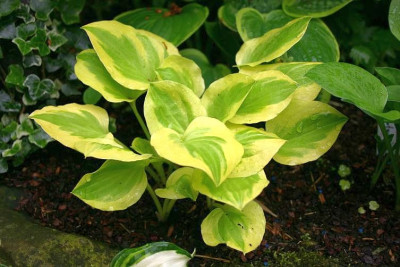 Hosta_Heavenly_Tiara.jpg