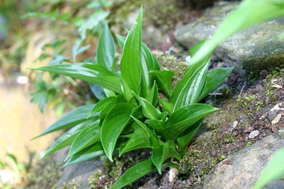 Hosta_Leather_Sheen_1.jpg