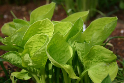 Hosta_Eye_Catcher.jpg