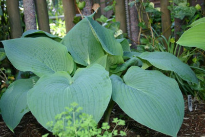 Hosta_Blue_Mountains.jpg