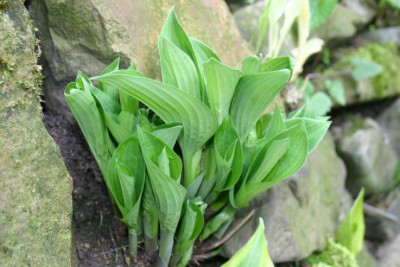 Hosta_Pelham_Blue_Trump.jpg