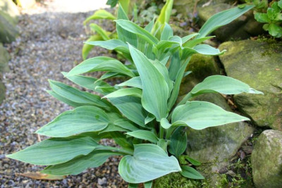 Hosta_Silberpfeil.jpg